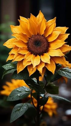 a large sunflower with water droplets on it's petals