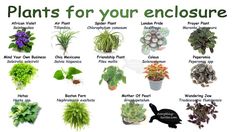 an image of plants that are for your enclosure sign in english and spanish