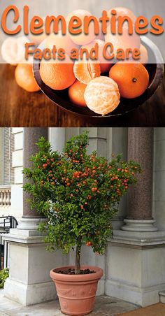 an orange tree in a pot with the title clementines, fats and care