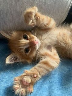 an orange kitten laying on its back with it's paws up and eyes wide open