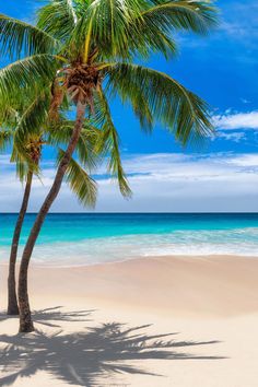 two palm trees on the beach with blue water