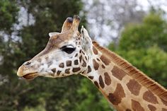 a giraffe is standing in front of some trees