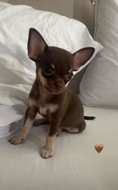 a small brown dog sitting on top of a bed next to white sheets and pillows