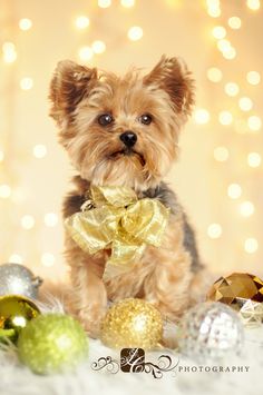 a small dog sitting in front of christmas ornaments and lights, wearing a bow tie