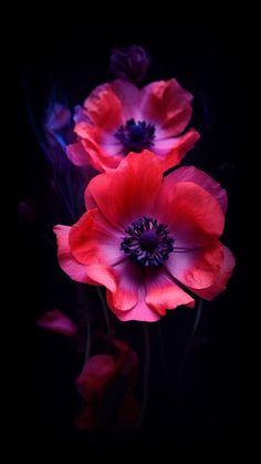 three red and pink flowers in the dark