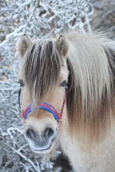 a brown and white horse standing on top of snow covered ground with trees in the background