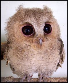 an owl with big eyes sitting on a branch