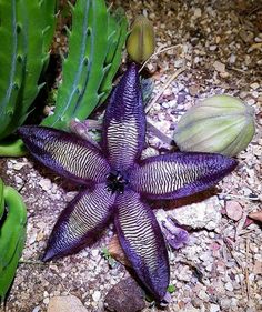 a purple flower sitting on top of a dirt ground next to green leaves and rocks