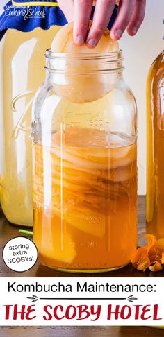 how to divide a kombucha scoby in 3 easy steps with this step - by - step instructions