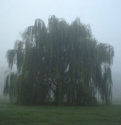 a large tree in the middle of a field on a foggy day