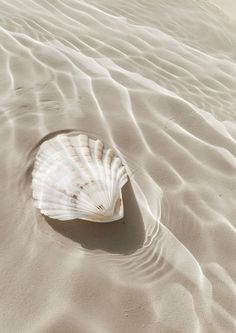 a seashell in the sand with ripples on it's side and water coming out