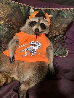 a raccoon wearing an orange shirt on top of a couch