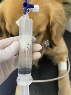 a dog is being given an iv tube by a veterinator's hand