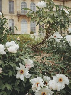 white flowers in front of a building with lots of greenery and bushes around it