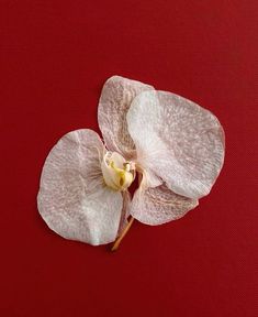 Flower Icons, Flower Therapy, Red Aesthetic, Color Shapes, Flower Beauty, My Flower, Art Direction, Orchids, Still Life