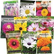 six packets of flowers are shown in this image, with the labels on each packet