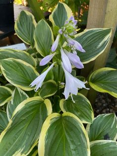 purple and white flowers are blooming in the garden