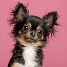 a small black and brown dog on a pink background