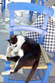 a black and white cat laying on top of a blue chair next to a table