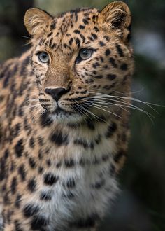 a close up of a cheetah looking at the camera