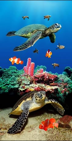 an underwater scene with sea turtles and clown fish