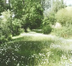 an open field with white flowers and trees in the background, surrounded by tall grass