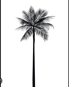 a black and white photo of a palm tree with no leaves on the top, in front of a white background