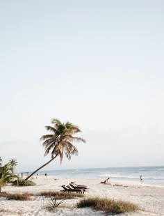 palm trees on the beach with people in the water