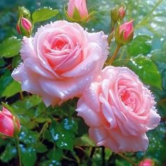 two pink roses with water droplets on them