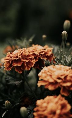 some orange flowers are growing in the grass