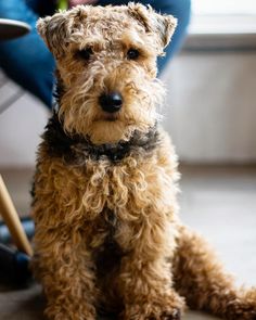 a small brown dog sitting on top of a floor