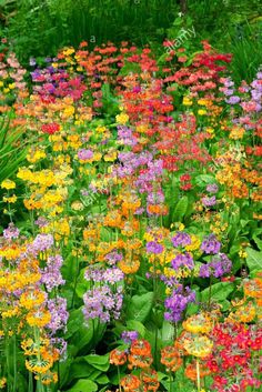 colorful flower garden with many different colors and sizes