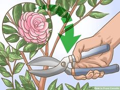 a person cutting a rose with scissors and gardening shears in front of a pink flower