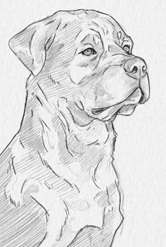 a black and white drawing of a dog