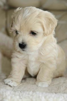 a small white dog sitting on top of a couch