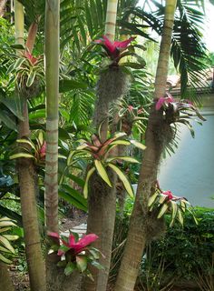 some pink and yellow flowers are growing on the tree's branches in this tropical garden