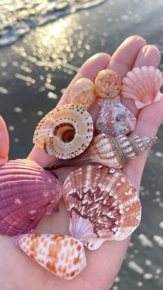 several seashells are in the palm of someone's hand