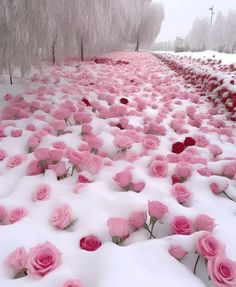 many pink roses are covered in snow