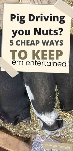 a black and white cow laying in hay with the words pig driving you nuts? 5 cheap ways to keep him entertained