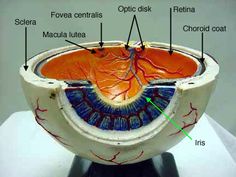 the structure of an eyeball is shown in this image, with labels on it