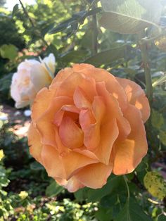 an orange rose is blooming in the garden