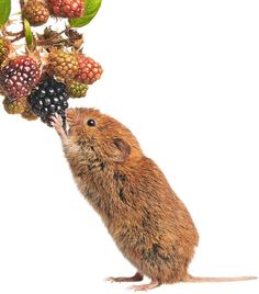 a rodent eating berries from a tree branch