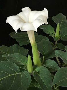 a large white flower sitting on top of green leaves