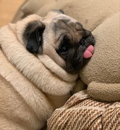 a small pug laying on top of a pillow with its tongue hanging out and sticking it's tongue out