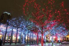 the trees are lit up with christmas lights