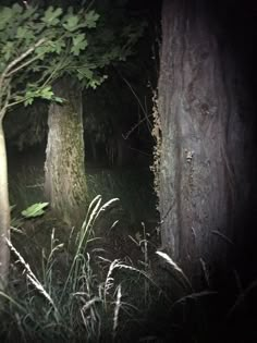 two trees in the woods at night with light coming from them and grass growing on the ground