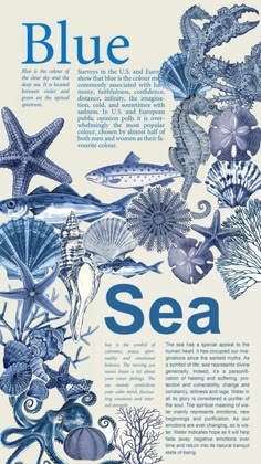 blue sea poster with marine animals and shells