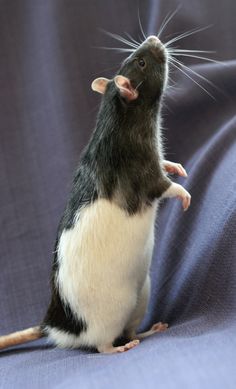 a black and white rat sitting on top of a blue cloth covered bedding with it's front paws in the air