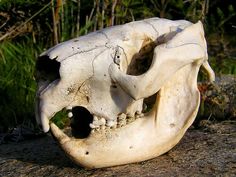 an animal skull sitting on top of a rock