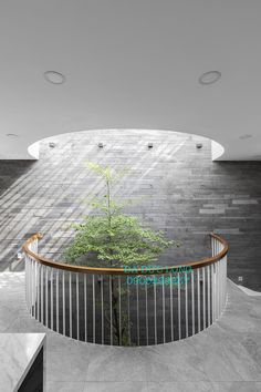 a tree is growing in the middle of a circular room with concrete walls and flooring